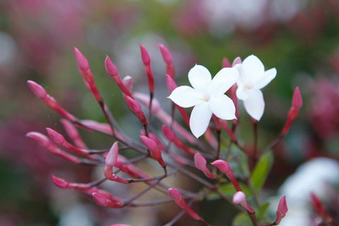 Jasmin Organics Skincare Farm And Factory - Accommodation QLD 3