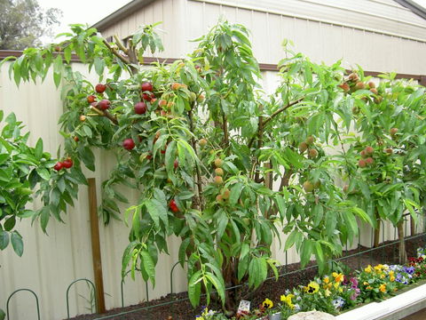 Fruit Salad Tree Company - Accommodation QLD 4