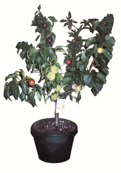 Fruit Salad Tree Company - Accommodation QLD 5