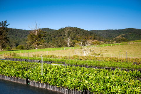 Fruit Salad Tree Company - Accommodation QLD 6