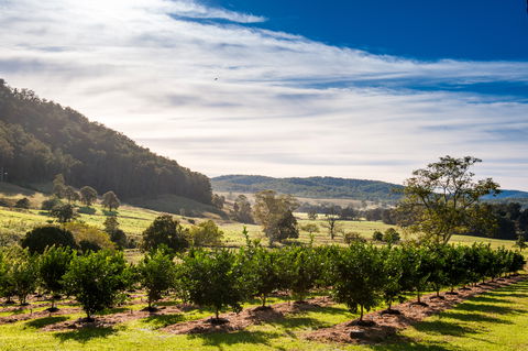 Fruit Salad Tree Company - Accommodation QLD 7