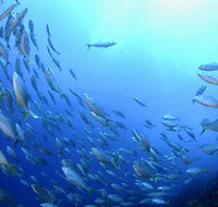 Cape Byron Marine Park - Accommodation QLD