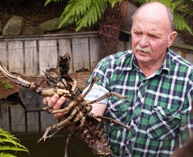 Flowerdale TAS Accommodation QLD