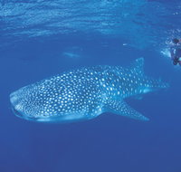 Ningaloo Reef - Accommodation QLD