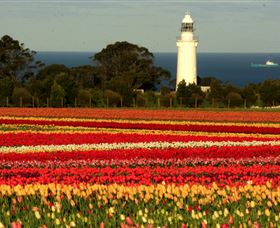 Table Cape - Accommodation QLD 5