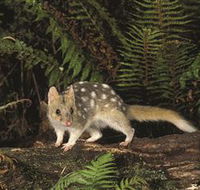 Tarkine Forest Reserve - Accommodation QLD