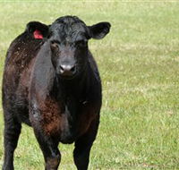 Denham Farm Beef and Lamb - Accommodation QLD