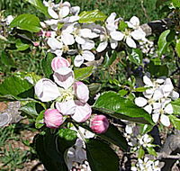 Avro Park Orchards - Accommodation QLD