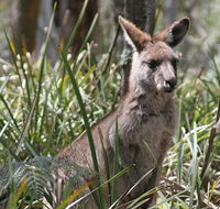 Blue Mountains Guides - Accommodation QLD