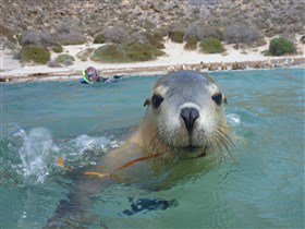 Calypso Star Charters - Accommodation QLD 1