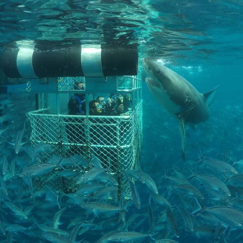Calypso Star Charters - Accommodation QLD 10
