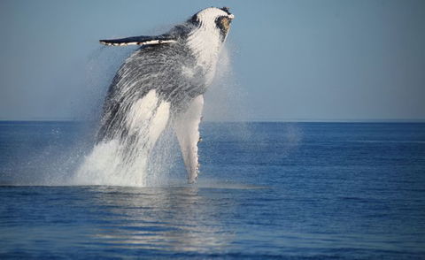 Absolute Ocean Charters - Accommodation QLD 12