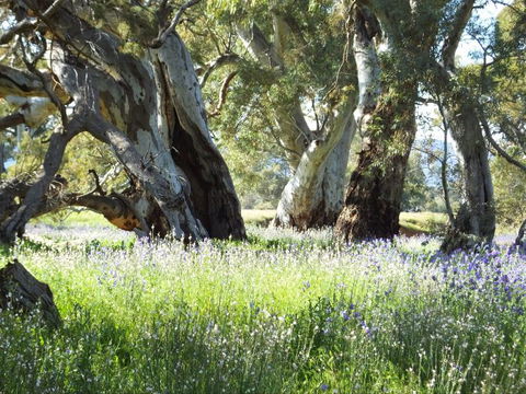 Aussie Heritage Tours - Accommodation QLD 3