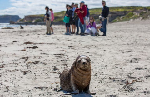 Kangaroo Island Odysseys - Accommodation QLD 4