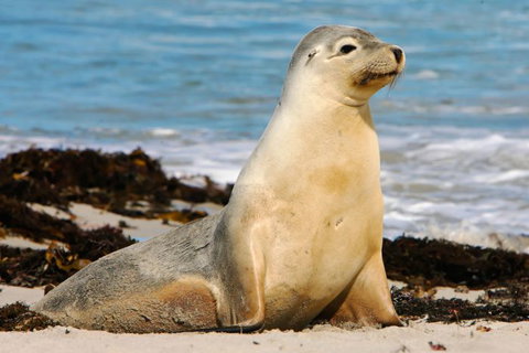Kangaroo Island Odysseys - Accommodation QLD 10