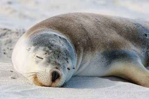 Kangaroo Island Odysseys - Accommodation QLD 18