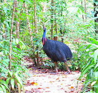 Daintree Safaris - Accommodation QLD