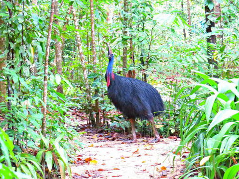 Daintree Safaris - Accommodation QLD 0