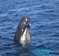 Jervis Bay Whales - Accommodation QLD