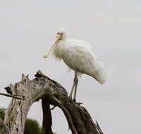 Melbourne Birding Tours - Accommodation QLD