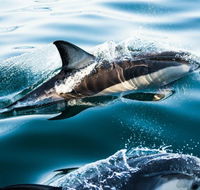 Dolphin Swim Australia - Accommodation QLD