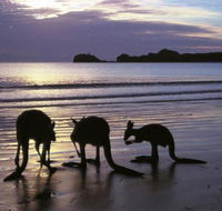 Beachcomber Cove Track - Accommodation QLD