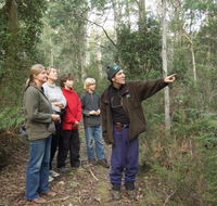 Great Western Tiers Forest Walks Tasmania - Accommodation QLD