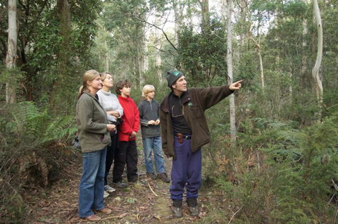 Great Western Tiers Forest Walks Tasmania - Accommodation QLD 0