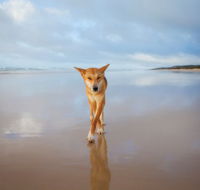 Fraser Island Adventure Tours - Accommodation QLD