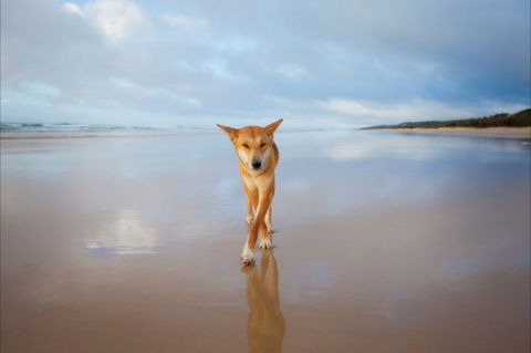 Fraser Island Adventure Tours - Accommodation QLD 5