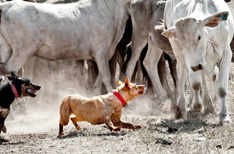 David Hancock Photography - Accommodation QLD 2