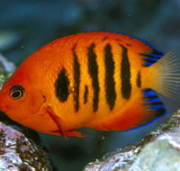 Cairns Marine - Accommodation QLD