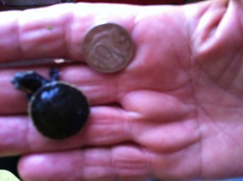 Hurley’s Aquariums - Accommodation QLD 0