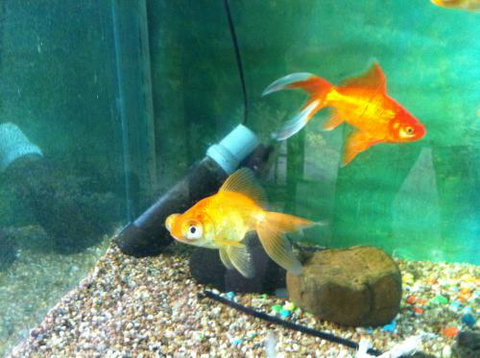 Hurley’s Aquariums - Accommodation QLD 2