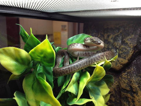Pets Wonderland - Accommodation QLD 3