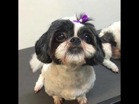 Pets Wonderland - Accommodation QLD 4