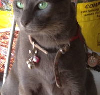 Pets and Saddles - Accommodation QLD