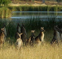 Canberra - The National Capital  Full Day Private Tour  Departs from Sydney