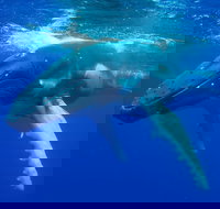 Dunsborough Whale Watching Eco Tour