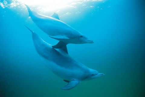 Half-Day Mandurah Canals & Dolphin Watch Tour - Accommodation QLD 6