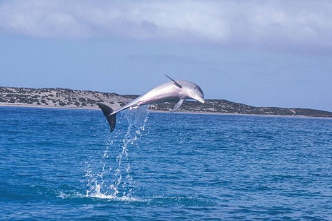 Half-Day Mandurah Canals & Dolphin Watch Tour - Accommodation QLD 7