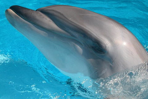 Half-Day Mandurah Canals & Dolphin Watch Tour - Accommodation QLD 5