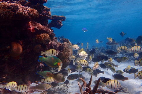 Lagoon Explorer - Ningaloo Reef Full-Day Kayaking And Snorkeling Adventure - Accommodation QLD 6