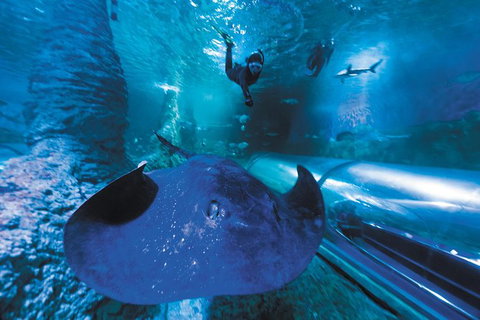 Snorkel With Sharks At AQWA - Accommodation QLD 1