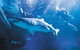 Snorkel With Sharks At AQWA - thumb 0