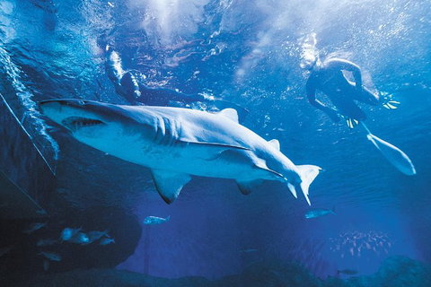 Snorkel With Sharks At AQWA - Accommodation QLD 0