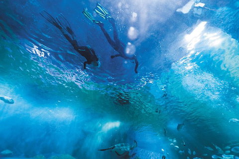 Snorkel With Sharks At AQWA - Accommodation QLD 8