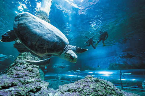 Snorkel With Sharks At AQWA - Accommodation QLD 6