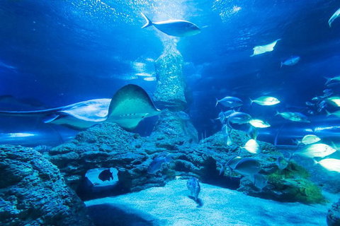 Snorkel With Sharks At AQWA - Accommodation QLD 4