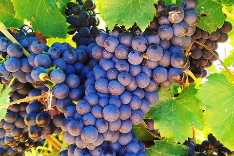 Swan Valley Wine Time (Private) Day Tour - Accommodation QLD 17